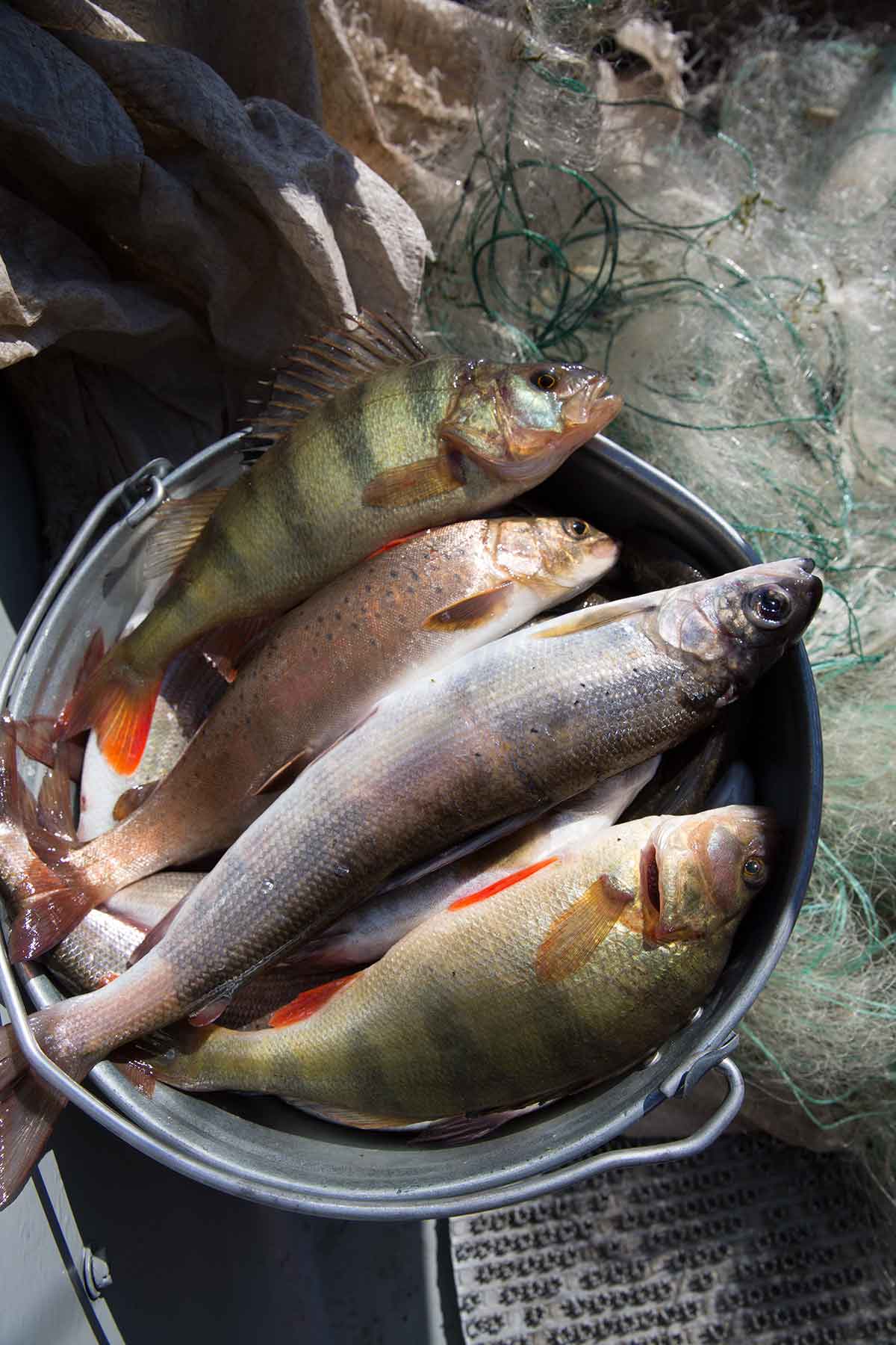 СИБИРСКАЯ КУХНЯ «ПАЛЬЧИКИ ОБЛИЖЕШЬ». РЕЦЕПТЫ БАЙКАЛЬСКИХ РЫБАКОВ