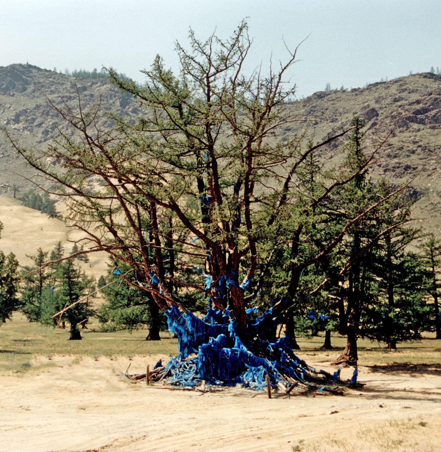 Священное дерево у казахов