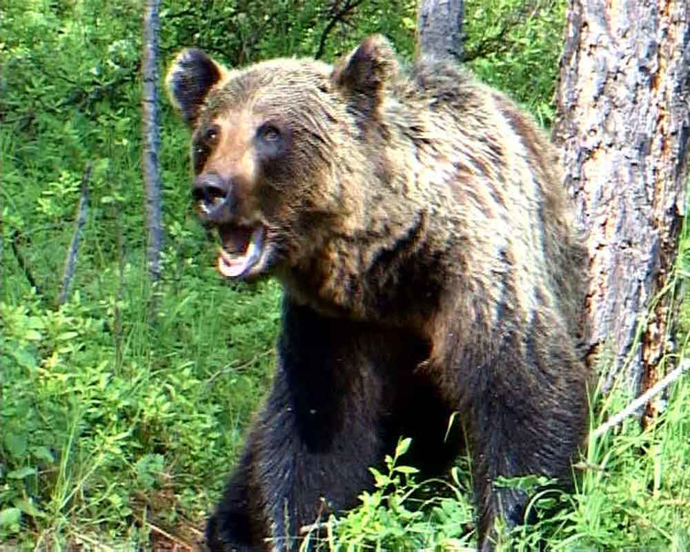 ВСТРЕЧА С МЕДВЕДЕМ НА ЧЁРТОВОМ МОСТУ