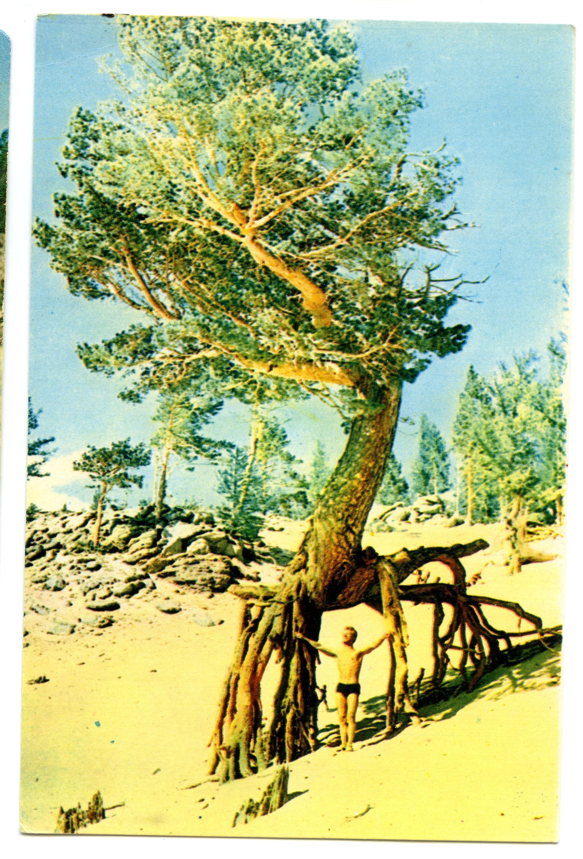 Бухта Песчаная ходульные деревья